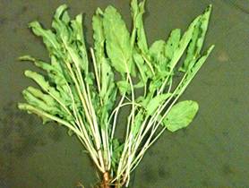 Share-Week-2 Sorrel-4x6.jpg